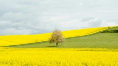 brown-leafed-tree-near-bed-of-yellow-flowers-stockpack-unsplash
