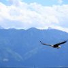 eagle-bird-birds-of-prey-raptor-bald-eagle-animal-stockpack-pixabay