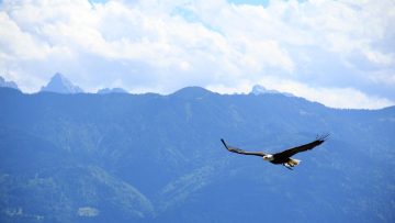 eagle-bird-birds-of-prey-raptor-bald-eagle-animal-stockpack-pixabay