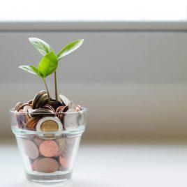 green-plant-in-clear-glass-cup-stockpack-unsplash