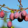 plums-fruits-plant-food-red-fruits-branch-tree-plum-tree-organic-orchard-nature-closeup-stockpack-pixabay vraag en het wordt gegeven