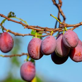 plums-fruits-plant-food-red-fruits-branch-tree-plum-tree-organic-orchard-nature-closeup-stockpack-pixabay vraag en het wordt gegeven