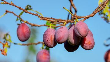 plums-fruits-plant-food-red-fruits-branch-tree-plum-tree-organic-orchard-nature-closeup-stockpack-pixabay vraag en het wordt gegeven