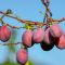 plums-fruits-plant-food-red-fruits-branch-tree-plum-tree-organic-orchard-nature-closeup-stockpack-pixabay vraag en het wordt gegeven