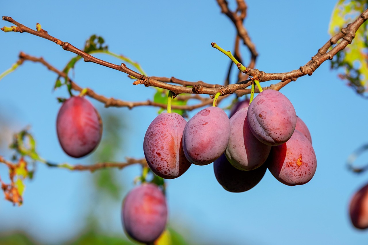 plums, fruits, plant, food, red fruits, branch, tree, plum tree, organic, orchard, nature, closeup, plums, plums, plums, plums, plums, plum tree, plum tree, plum tree, orchard vraag en het wordt gegeven