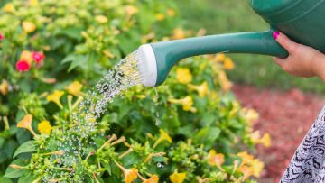 photo-of-person-watering-the-plants-stockpack-pexels geloof