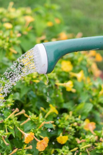 photo-of-person-watering-the-plants-stockpack-pexels geloof