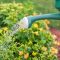 photo-of-person-watering-the-plants-stockpack-pexels geloof