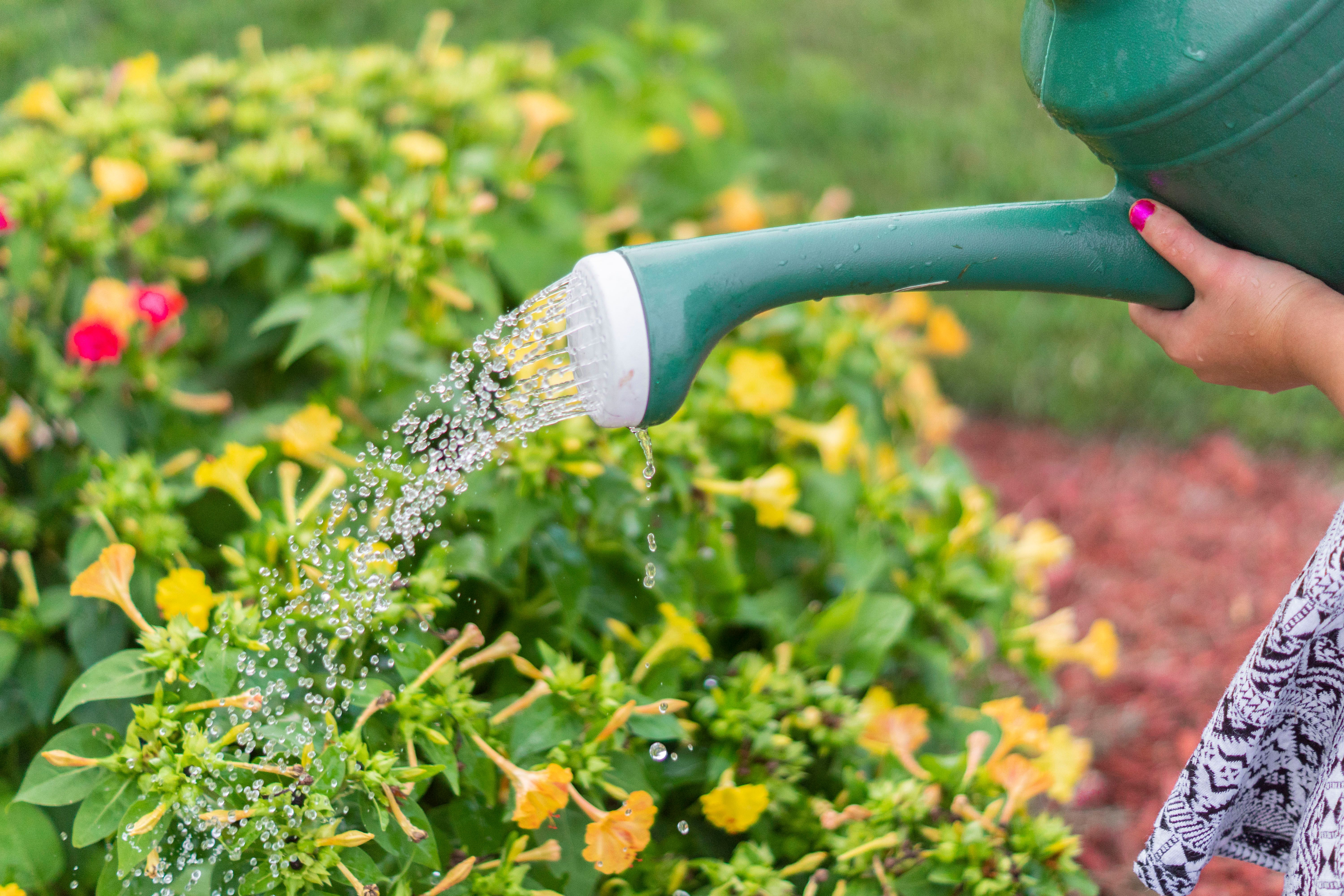 Photo of person watering the plants geloof